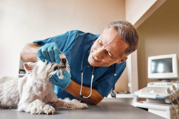 Best Same-Day Emergency Dentist in Great Falls, SC